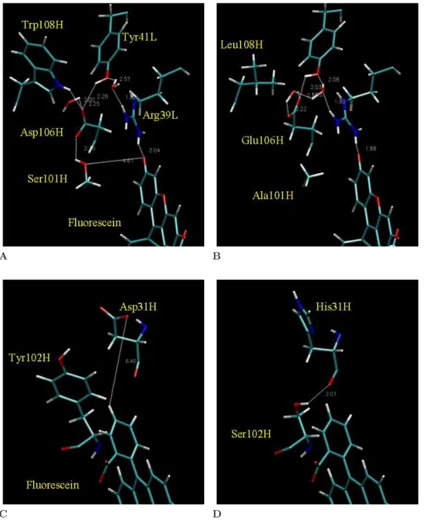 Figure 2.2: Molecular detail of mutated side chains, showing the two regions of the binding site that include the four residues identified by the electrostatic analysis