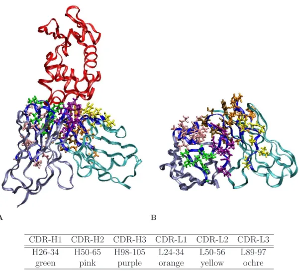 Figure 3.1: D1.3 CDR positions. The protein backbones are depicted by ribbons (red: lysozyme; iceblue: antibody heavy chain; cyan: antibody light chain; blue: