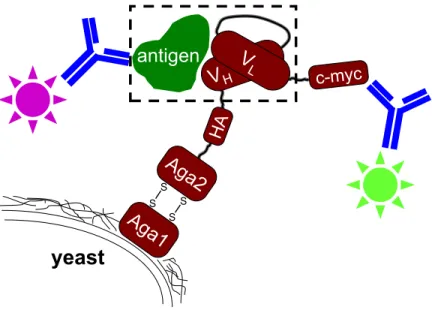 Figure 3.2: Yeast surface display schematic. The dashed box highlights the interaction of interest, the single-chain variable fragment antibody (scFv) with its antigen.