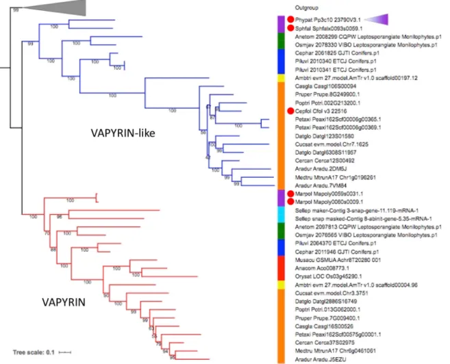 Fig. 1. Phylogenetic tree of the VAPYRIN gene family in selected land plants. Maximum likelihood tree (model JTT+R8) of VAPYRIN (red) and VAPYRIN-like (blue)