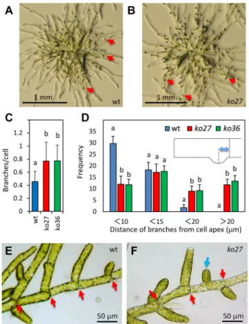 Fig. 4. Branching phenotype of P . patens vpyl knockout mutants ko27 and ko36 . (A) Protonemal appearance of a young wild-type plant