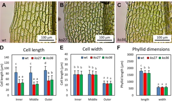 Fig. 6. Phyllid phenotype of P . patens vpyl knockout mutants ko27 and ko36 . (A) Representative phyllid of a wild-type gametophore