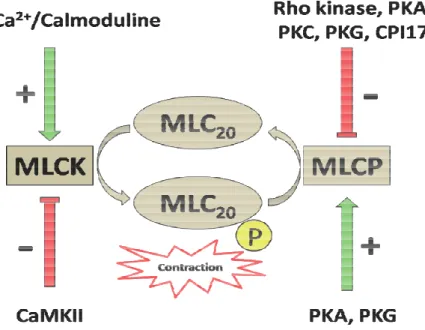 Figure 3: Activité de la phosphatase (MLCP) et de la kinase légère de la myosine (MLC) dans la CMLV.
