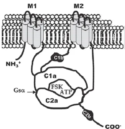 Figure 6 : Structure schématique de l’adénylate cyclase memb