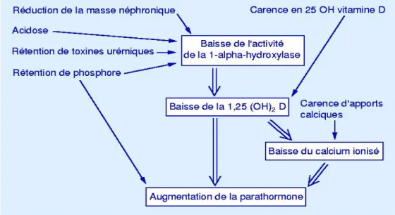 Tableau 1 qui résume la physiopathologie de l'hyperparathyroïdisme au cours   de l'insuffisance rénale