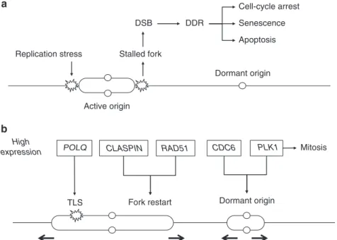 Figure 3. Model of the consequences of the overexpression of POLQ, PLK1, CLASPIN, RAD51 and CDC6 genes on the resistance to replication stress