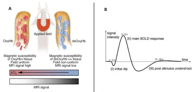 Figure 1.3.3. A. Schematic illustration of the origins of the BOLD effect in fMRI. B. Illustration of the typical  BOLD hemodynamic response function