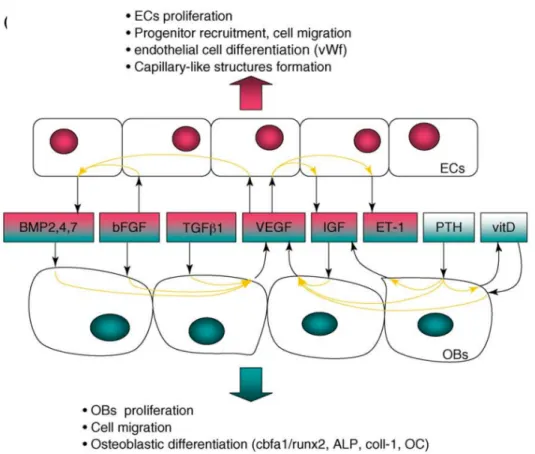 FIGURE 7 : FACTEURS SOLUBLES IMPLIQUES DANS LA COMMUNICATION ENTRE  CELLULES OSTEOBLASTIQUES ET ENDOTHELIALES