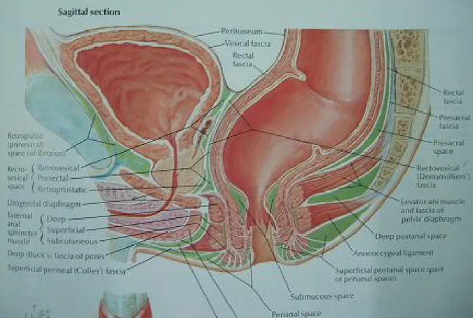 Fig1 anatomie du pelvis homme en coupe sagittale. 