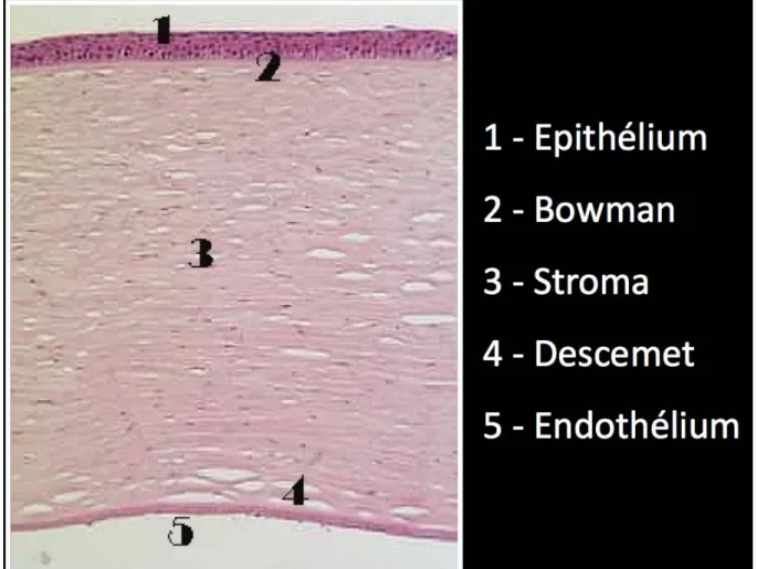 Figure 3: Histologie de la cornée humaine. Illustration F. Léger, CHU Bordeaux. 