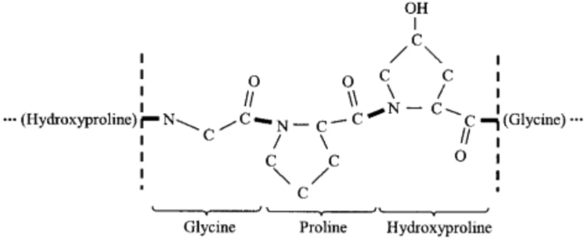 Figure 10 : Schéma répétitif de la molécule de collagène. Source Wikipedia. 