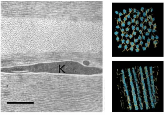 Figure  11:  Image  en  microscopie  électronique  à  balayage  de  la  cornée  (à  gauche)  avec  simulation en 3D de la configuration spatiale des polysaccharides agencés autour des fibrilles  de collagène (à droite)