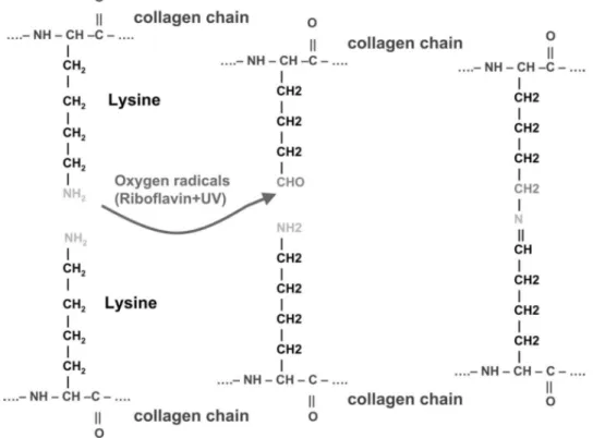Figure  12:  Mécanisme  moléculaire  du  CXL  par  désamination  oxydative.  Illustration  Spoerl  et al, 1997