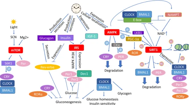 Figure 2. Circadian rhythm affects the main molecular pathways mediating the outcome of caloric restriction (CR)