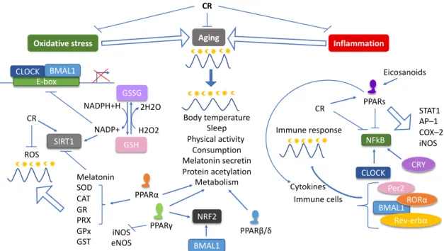 Figure 4. PPARs contribute to the processes regulated by CR and circadian rhythm at the whole–body  level