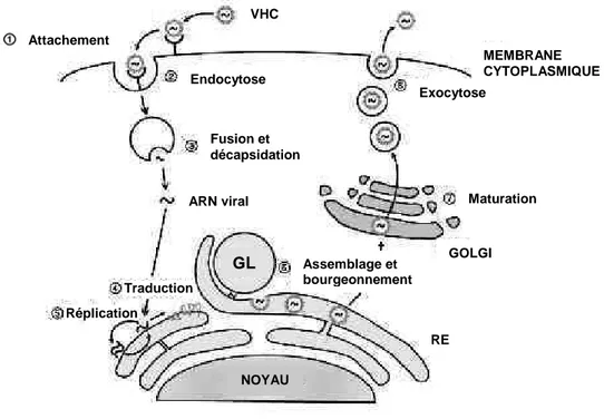 Figure 4 : Cycle viral du VHC. (Fukasawa, 2010) 