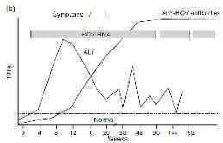 Figure 20 : Cinétique des différents marqueurs lors de l’infection chronique par le VHC