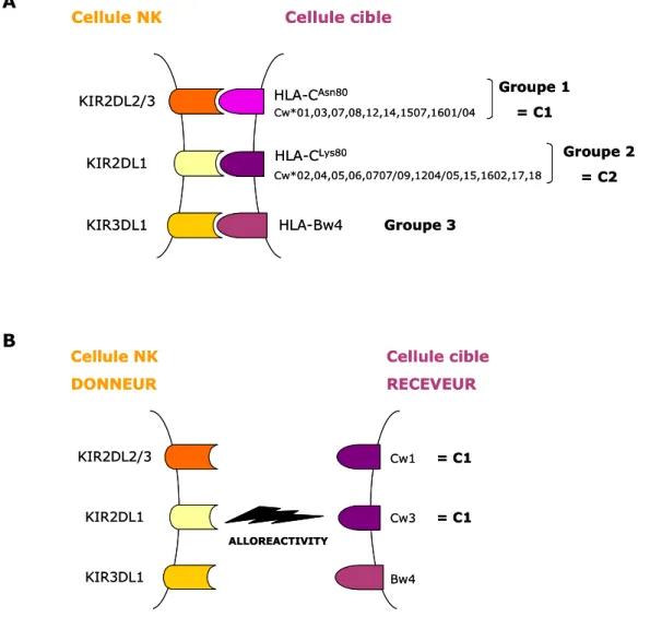 Figure 30 : Les mismatch KIR / KIR-L sont responsables de l’alloréactivité NK. 