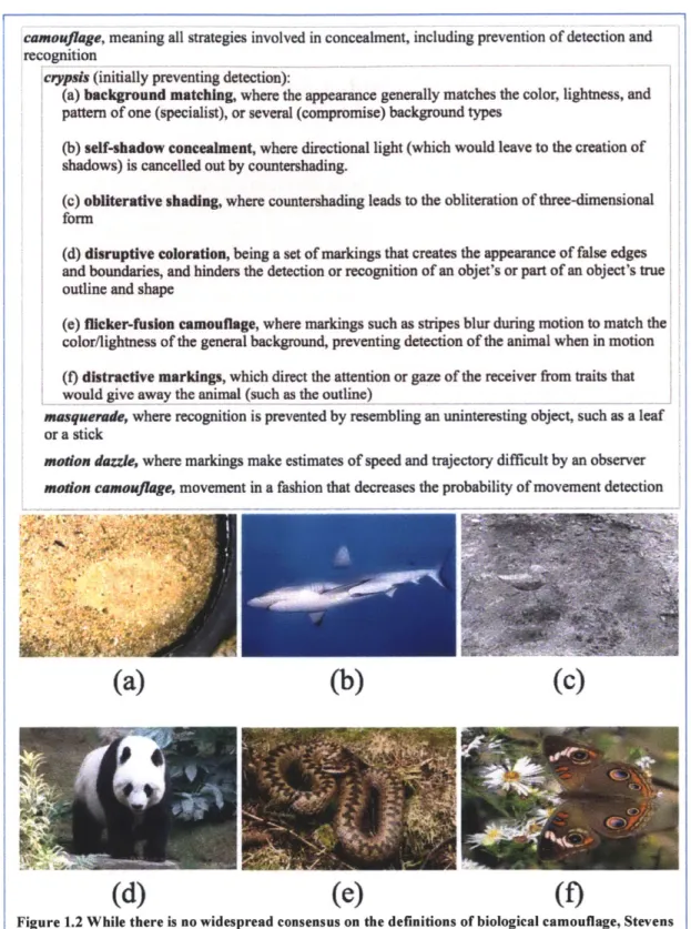 Figure  1.2  While there  is  no widespread  consensus  on  the definitions  of biological camouflage,  Stevens and Merilaita  (2009)  provide the most  comprehensive  set of descriptions,  which we adopt in this work