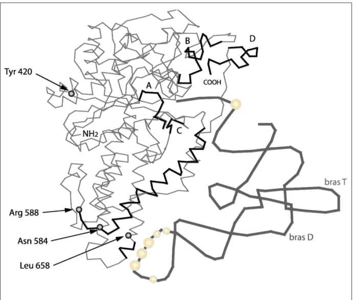 Figure 1 : Modèle du complexe MetRS-ARNt Meti  de levure 