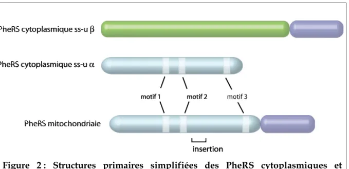 Figure 2 : Structures primaires simplifiées des PheRS cytoplasmiques et  mitochondriales de levure 