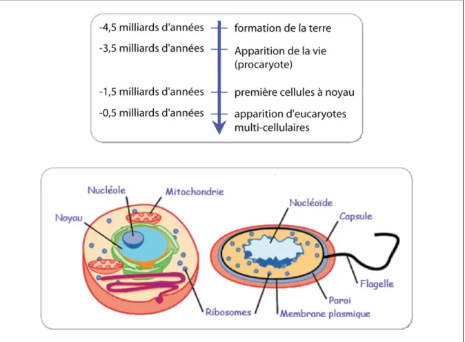 Figure 5 : Procaryotes – Eucaryotes (apparition et caractéristiques simplifiées) 