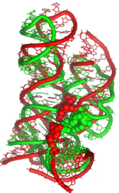 Figure 1 : Vue de la superposition entre les hélices H3, H4, H5 et H15 du modèle du cœur de l’ARN 16S d’E