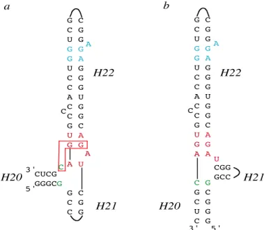 Figure 2 :  Comparaison  entre  les  structures secondaires observées dans la structure cristallographique (a) et  le  modèle  (b)  du  site  de  fixation  ribosomique  de  la  protéine  S15.La  nomenclature  des  hélices  est  indiquée