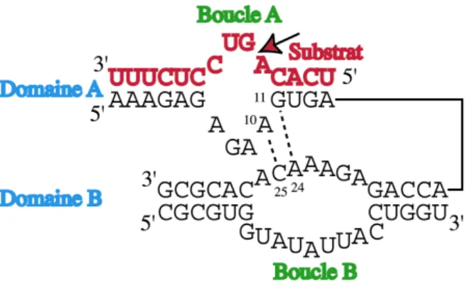 Figure 3 : Structure secondaire du ribozyme en épingle à cheveux. Les nucléotides formant le cœur catalytique  sont en noir et le brin substrat en rouge