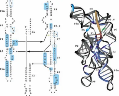 Figure  9 :  Structures  secondaire  et  tridimensionnelle  de  l’intron  de  Azoarcus