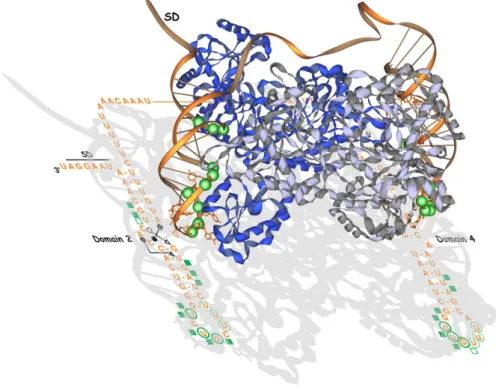 Figure 11 : Modèle du complexe formé par l’interaction de la région opératrice de l’ARNm de la thréonyl-ARNt  synthétase avec l’enzyme dimérique