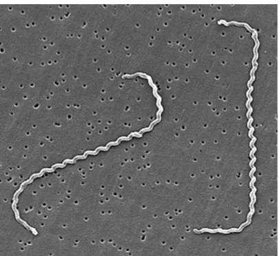 Figure 5. Scanning electron micrograph of L. interrogans serovar icterohaemorrhagiae strain  RGA bound to a 0.2-µm membrane filter (adapted from Levett, 2001)