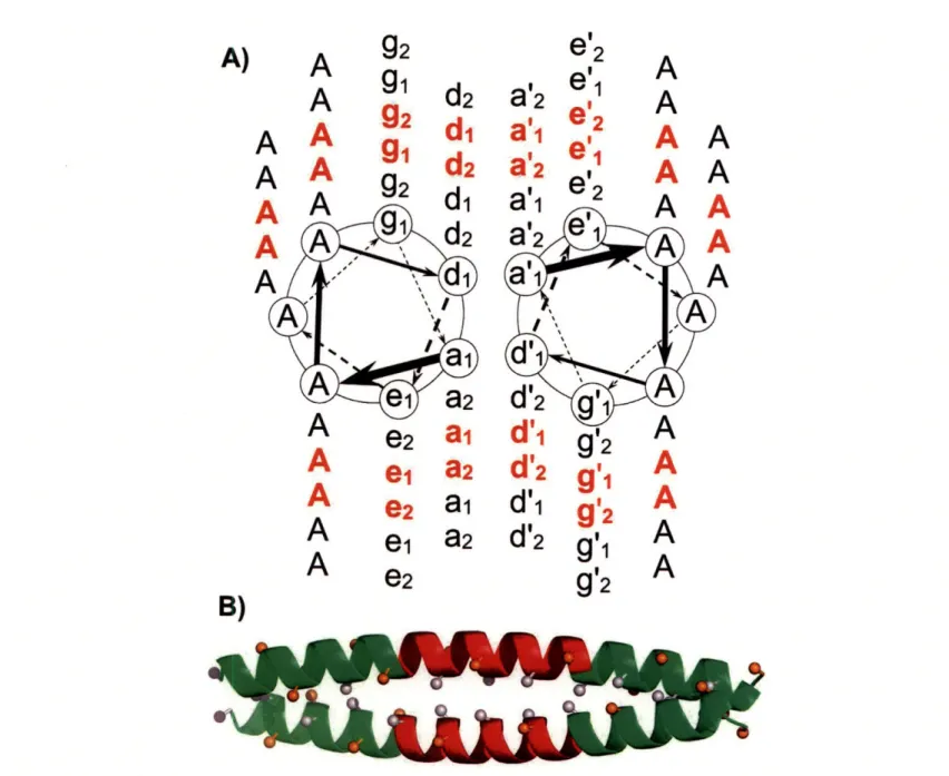 Figure  3-3:  The  unit  cell  used  for  modeling  coiled-coil  interactions.  The  entire structure  consists  of  three  copies  of  the  sequence  of  the  central  unit  cell,  which  is ajAAdje 1 Agja 2 AAd 2 e 2 Ag 2  on  the one  strand  and a' 1 A