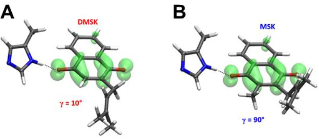 Fig.  10.  Proposed  conformations  for  DMSK D   (A)  and  MSK D   (B)  inferred  from  this  work