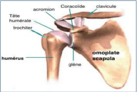 Figure 1: articulaion gleno humerale 