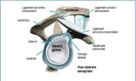 Figure 2:vue latérale de montrant la glène et les formations périglénoidiene 