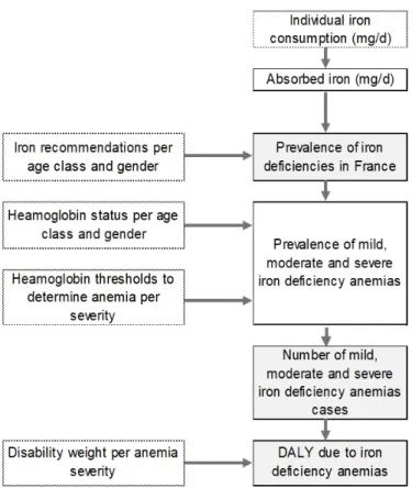 Figure 1. Flowchart of the assessment model of iron deficiency anemia disease per year in France per  age class and gender