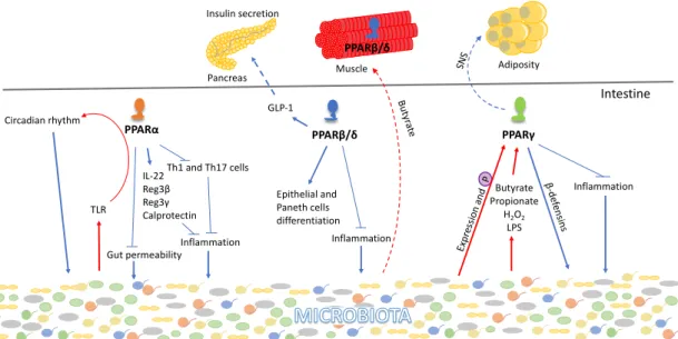 Figure 3. Roles of PPARs in the gastrointestinal tract. All three PPAR isotypes act in the intestine to  reduce inflammation, whereby they modulate the microbiota composition