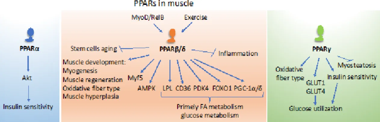 Figure 2. The roles of PPARs in the muscle. PPARα impacts insulin sensitivity in muscles