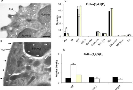 Fig. 4. EM analysis of the localisation of eGFP-PH-PKB reporters in neutrophils. (A) Non-adherent eGFP-PH-PKB mouse neutrophils were stimulated with vehicle alone (or in panel (B) with fMLP (10 m M)) for 1 min, ﬁxed, labelled with anti-GFP and protein-A-co