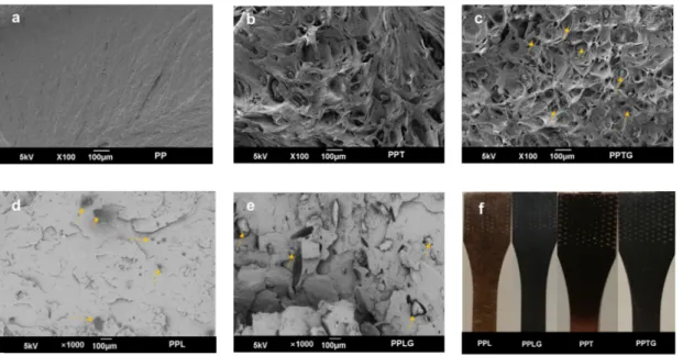 Figure 3. SEM images of fractured surfaces of pure PP (a), PP/polyphenol blends (b,d), and  PP/crosslinked polyphenol blends (c,e) tested by tensile measurements; images of tested dog-bond  specimens (f)