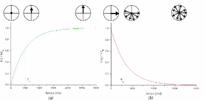 Figure III.20  Retour  à l’équilibre  de  l’aimantation,  pour  sa  composante  longitudinale  (a)  caractérisée  par  le  temps  T1  qui  vaut  ici  1000 ms  et  (b)  transverse  caractérisée  par  le  temps  T2  qui  vaut  ici  700 ms