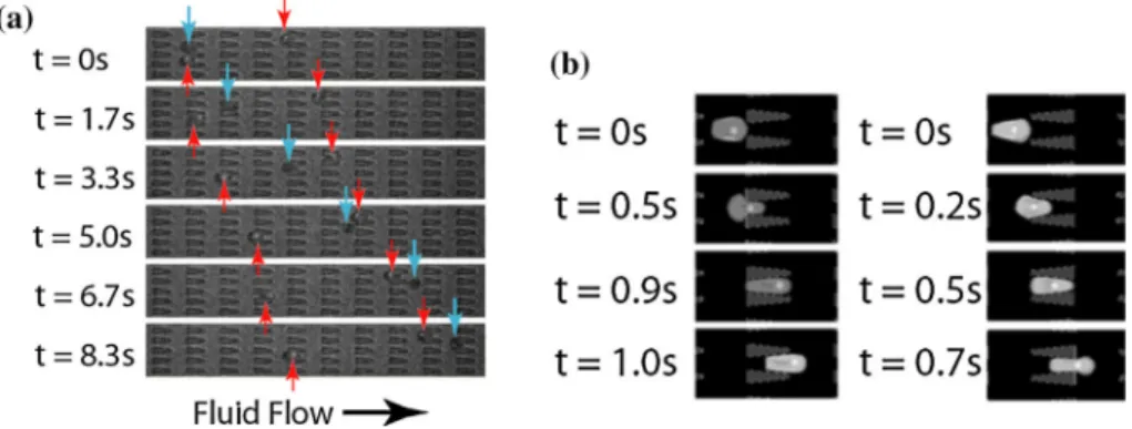 FIGURE 10. (a) Experimental images of ring-stage P. falciparum-infected (red arrows) and uninfected (blue arrows) RBCs in the channels at a pressure gradient of 0.24 Pa/lm