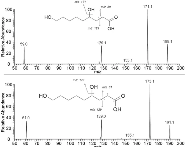 Fig. 8. Fragmentation mass spectra and interpretation for ions 189.1132 ( 12 C-HNE metabolite) and 191.1198 ( 13 C-HNE metabolite).
