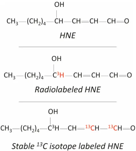 Fig. 2. Workﬂow for metabolites identiﬁcation and quantiﬁcation.
