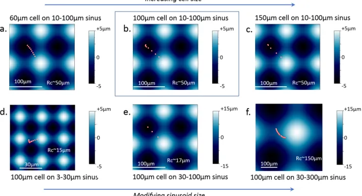 Figure 4: Influence of cell and sinus sizes on cell trajectories. Trajectories of the center of the cell model during migration over various sinusoid substrates
