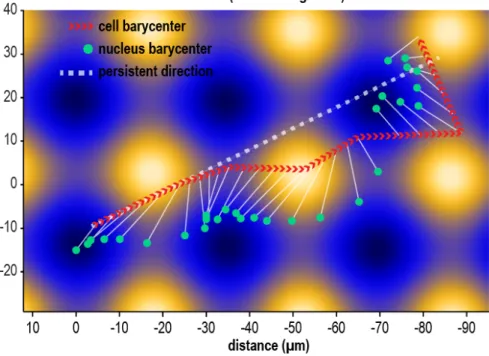 Figure 6: Directed cell migration. The cell moves following an imposed direction of migration reproducing a transient stage of a persistent random walk