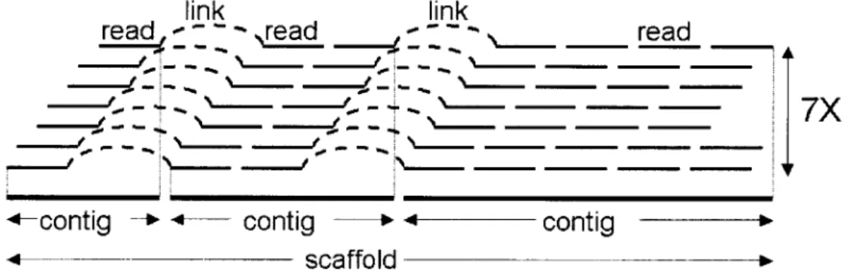 Figure  0.4  Genome  Assembly.  Overlapping  sequence  reads are  grouped  into blocks  of continuous sequence  (contigs)