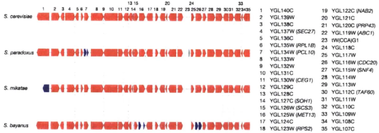 Figure 2.1.  Strong conservation  of local  gene  order and spacing  allows  genome-wide  multiple