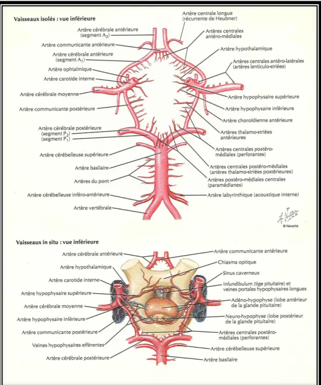 Figure 3 : Cercle artériel du cerveau (polygone de Willis) 
